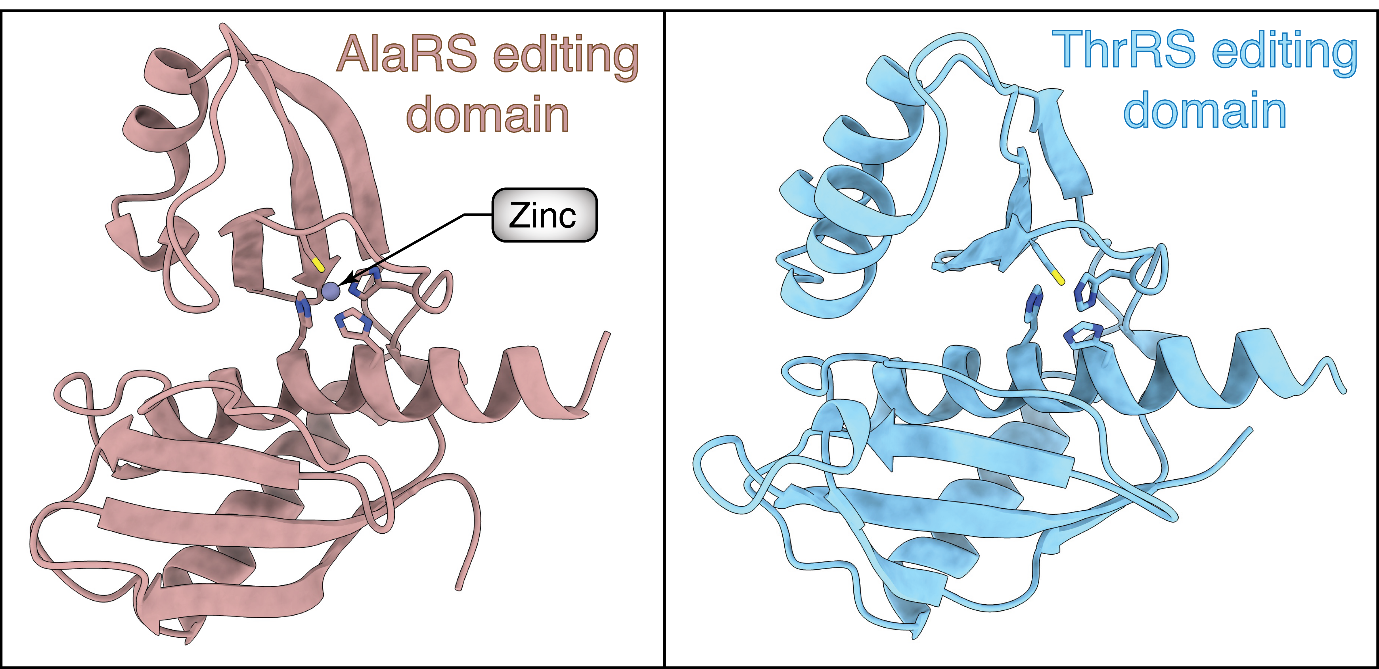 Structures of AlaRS and ThrRS editing domains