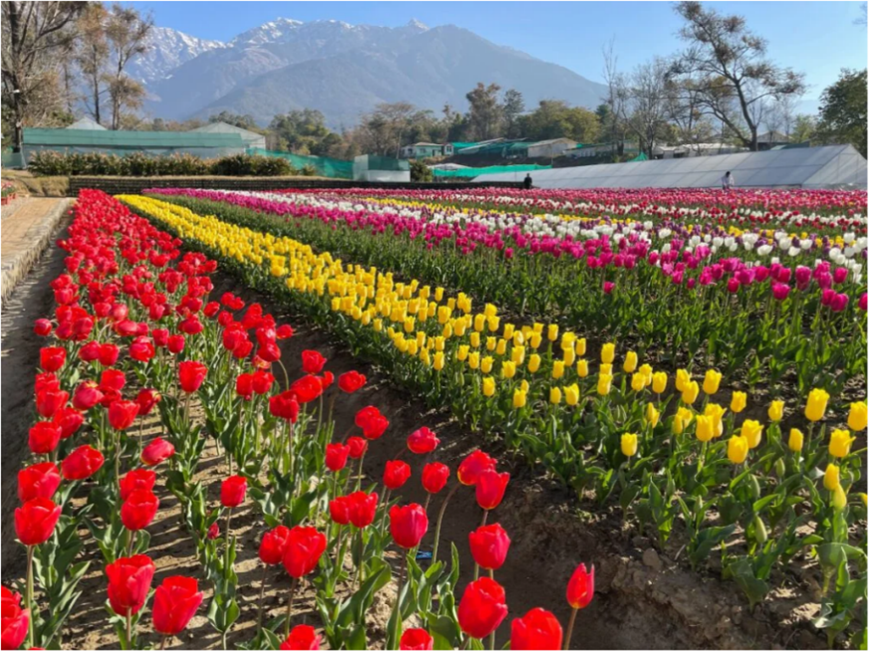 Decoding Ancient Earthquakes Using Sand and Light Decoding Ancient Earthquakes Using Sand and Light