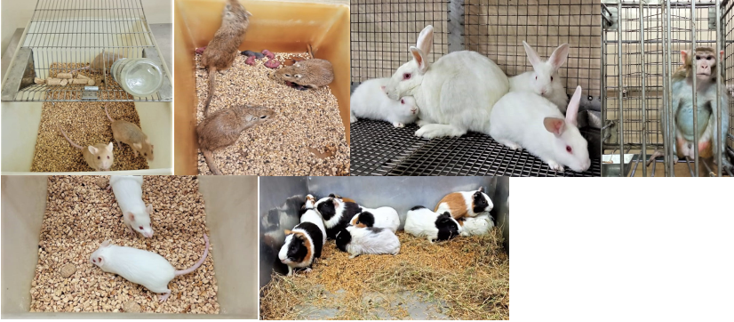 Experimental Animals maintained at National Laboratory Animal Centre, CSIR-CDRI, Lucknow