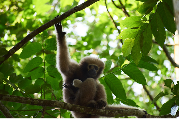 A female Hoolock gibbon from Tinsukia, Assam