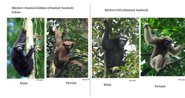 Morphological differences between Western and Mishmi Hills Hoolock gibbons