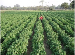 Mentha arvensis (minthol mint)