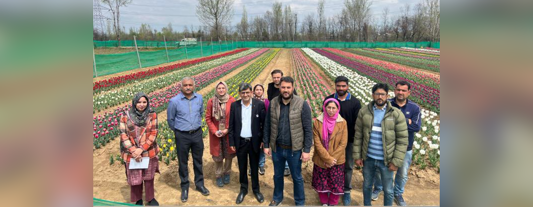CSIR-IIIM has initiated the cultivation of various Tulip varieties at their Field Station in South Kashmir’s Pulwama district under the CSIR Floriculture Mission