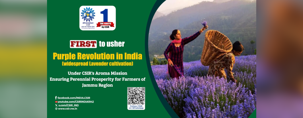 CSIR-IIIM ushered India’s Purple Revolution widespread lavender cultivation under the Aroma Mission