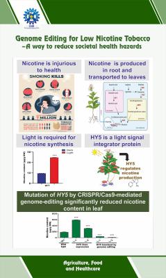 17 Genome Editing for Low Nicotine Tobaco A way to reduce societal health hazards-min